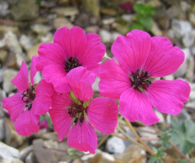 Geranium cinereum 'Signal' 